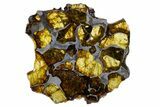 Polished Imilac Pallasite Meteorite (g) Slice #302100-1